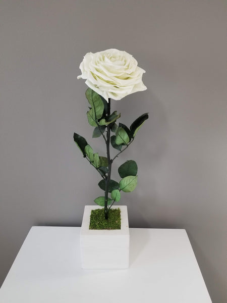 Giant Single Rose Centerpiece