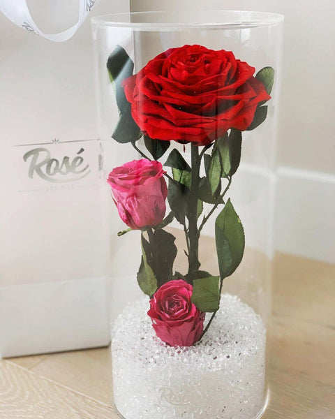 Enchanted Red Giant Rose in Clear acrylic case