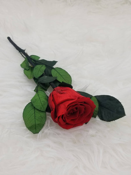 Forever Red Rose stem preserved