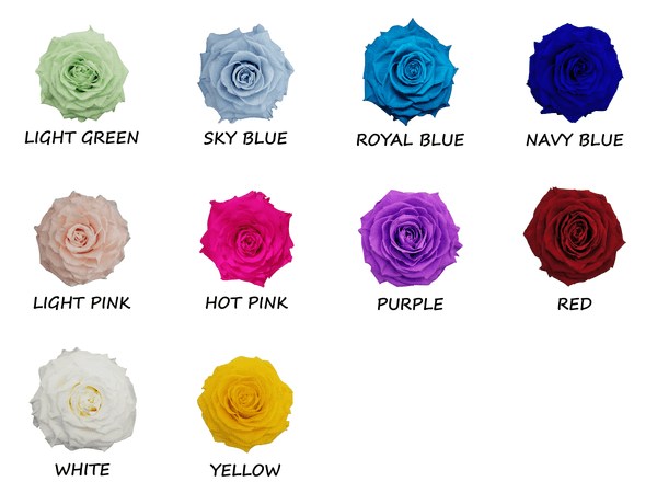 Ecuadorian Giant Rose Colour Chart