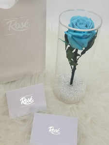 Rosé Designs Enchanted Single Rose in Cylinder Case