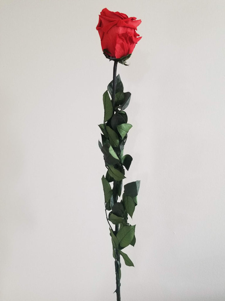 1 Dozen Rose Bouquet  Forever Rose Deluxe Gift Calgary Canada – Rosé  Designs YYC